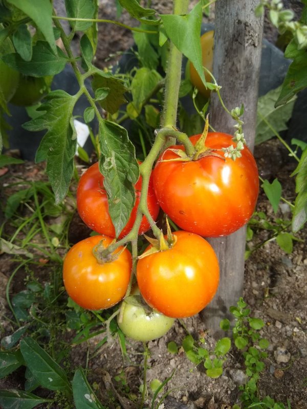 Tomaten Tomaten