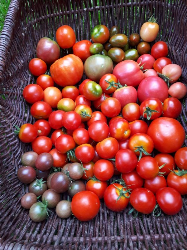 Tomaten im Korb Tomaten_im_Korb